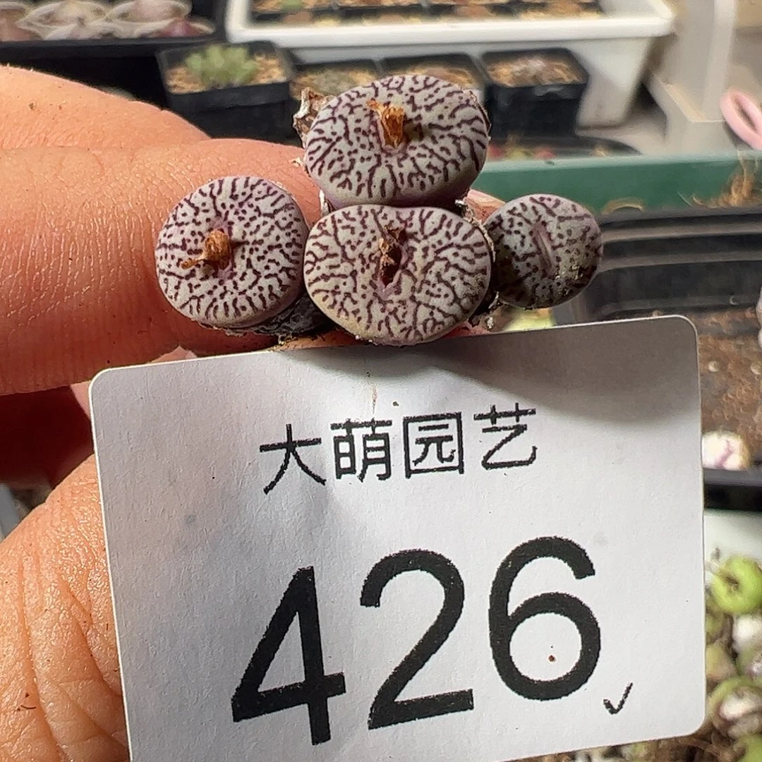 一物一拍。           426