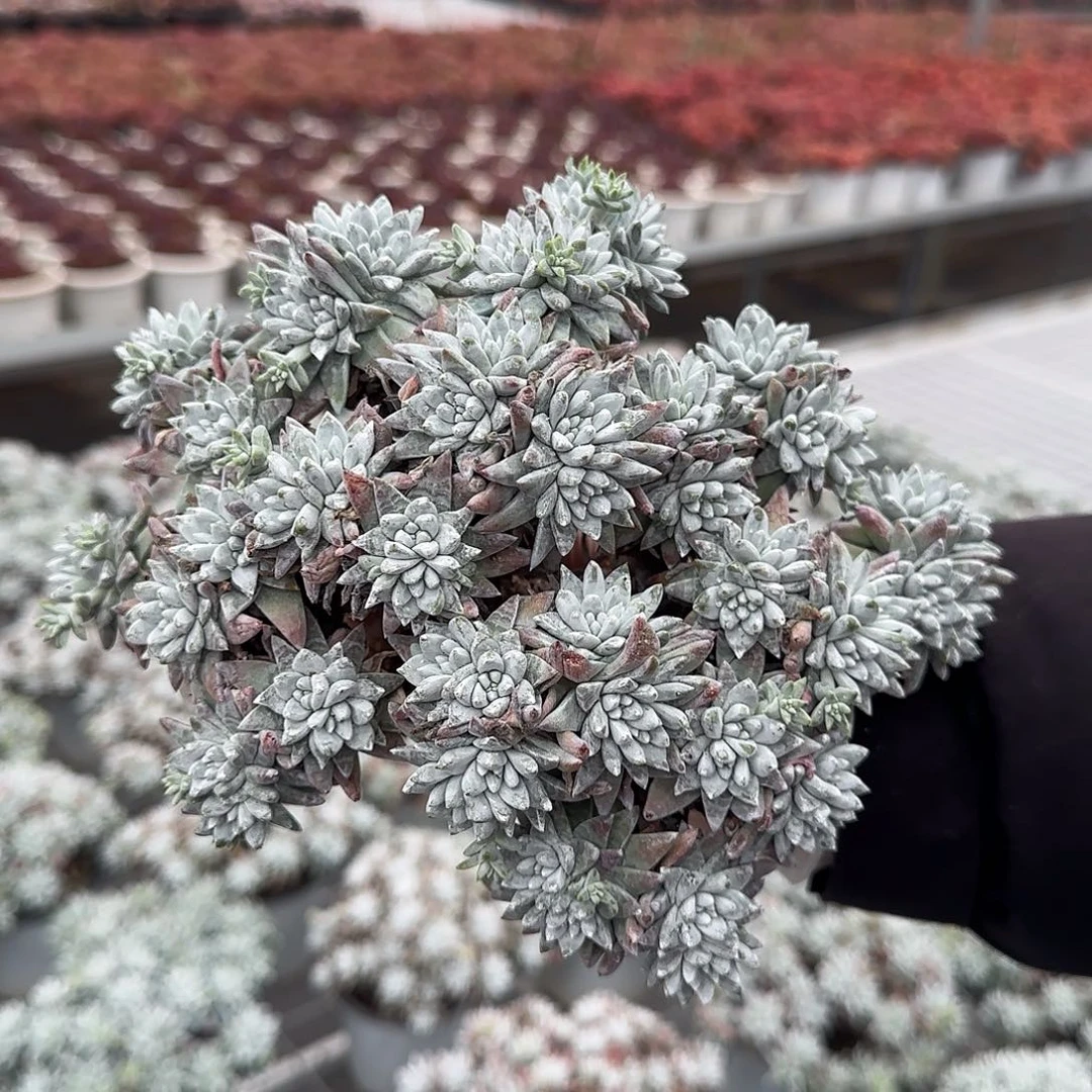 从前慢花园精选白菊