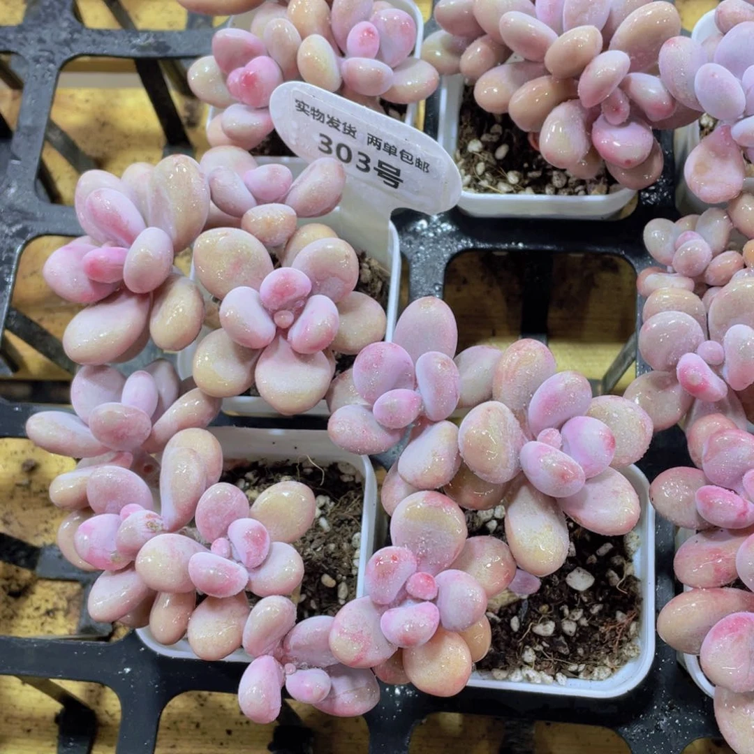 303号 老桩粉桃蛋多头群一颗