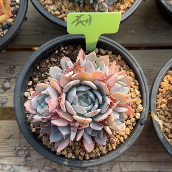 幸****白茶老桩多肉五十包邮