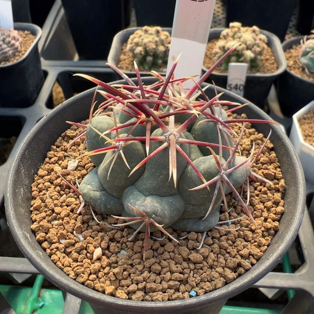 304超刺大红鹰多肉植物带盆土