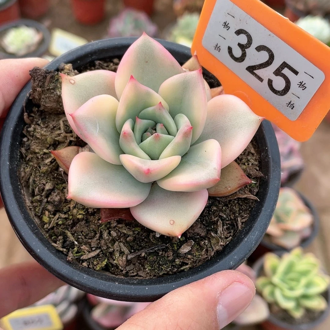 【闪购商品】325号