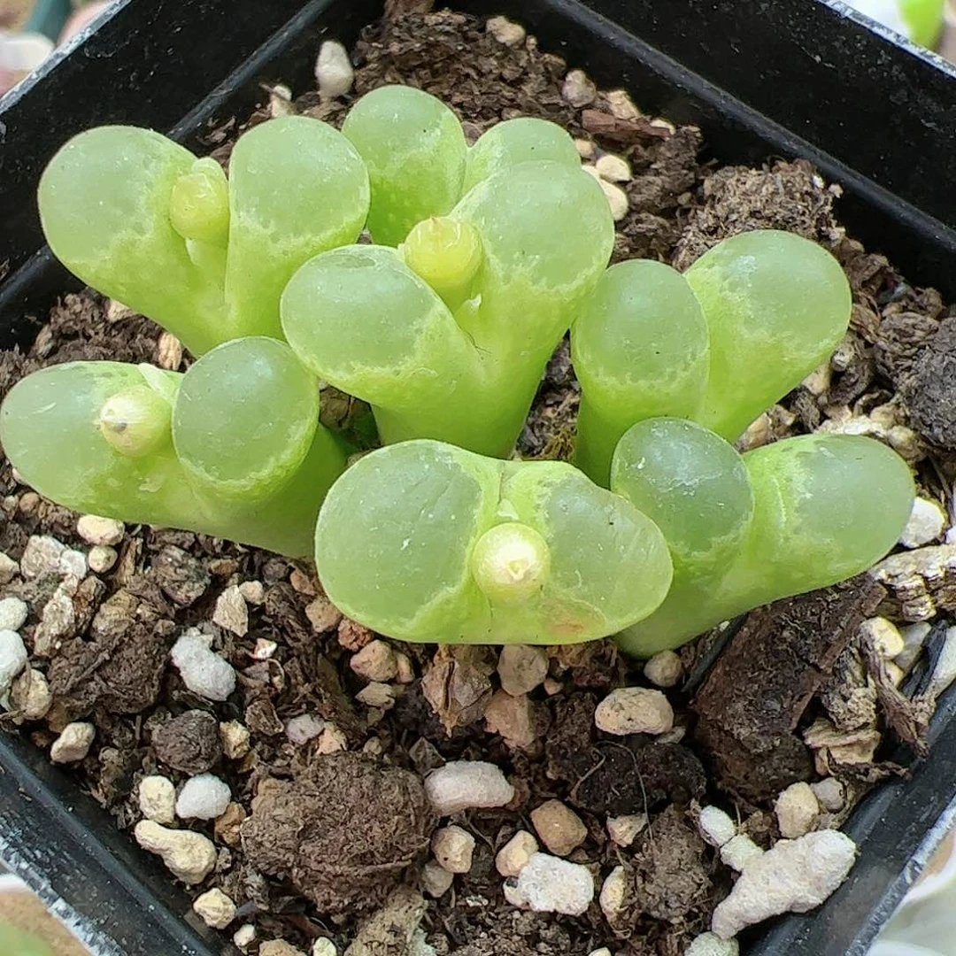 【闪购商品】273 泡泡风铃