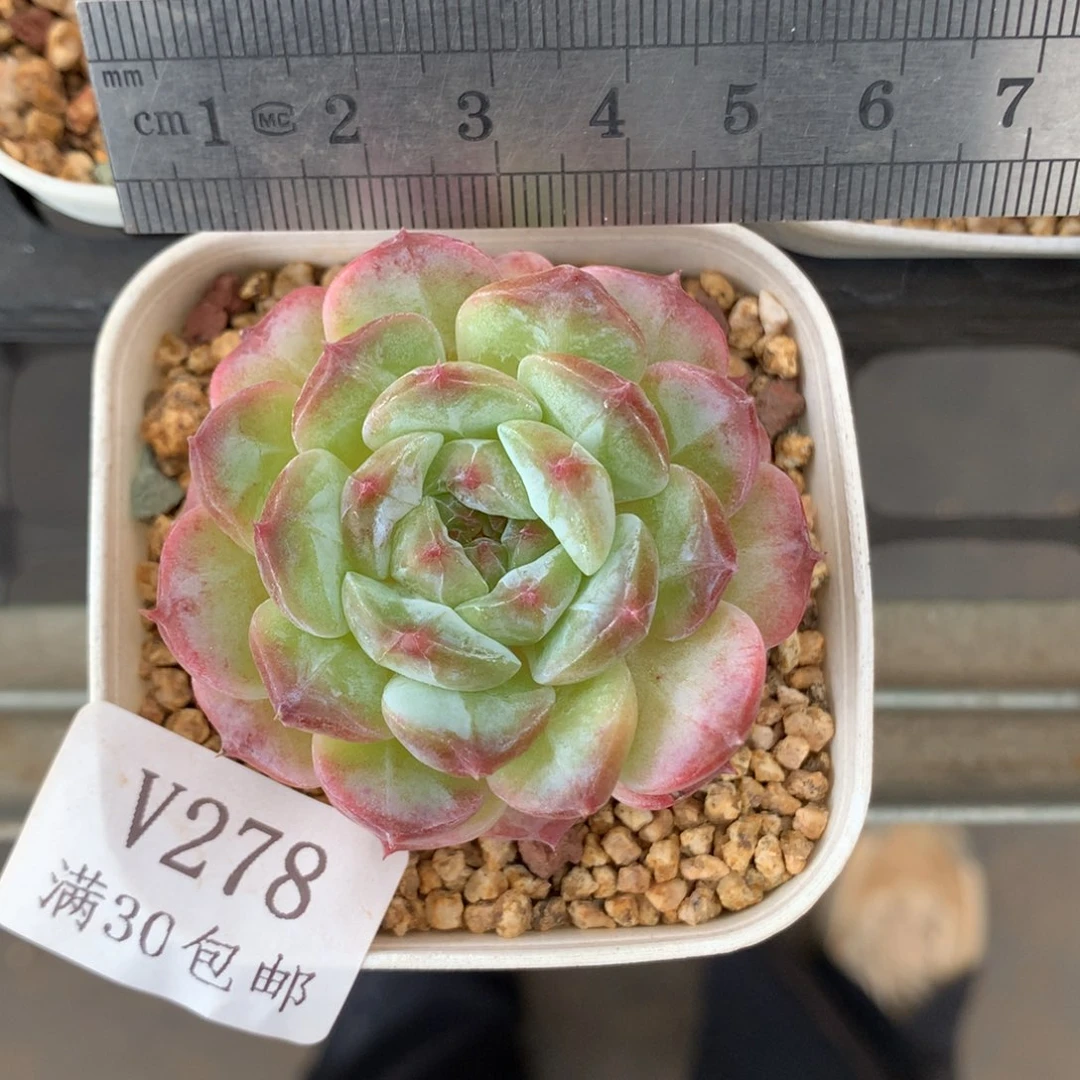 278。冰糖雪梨。油心