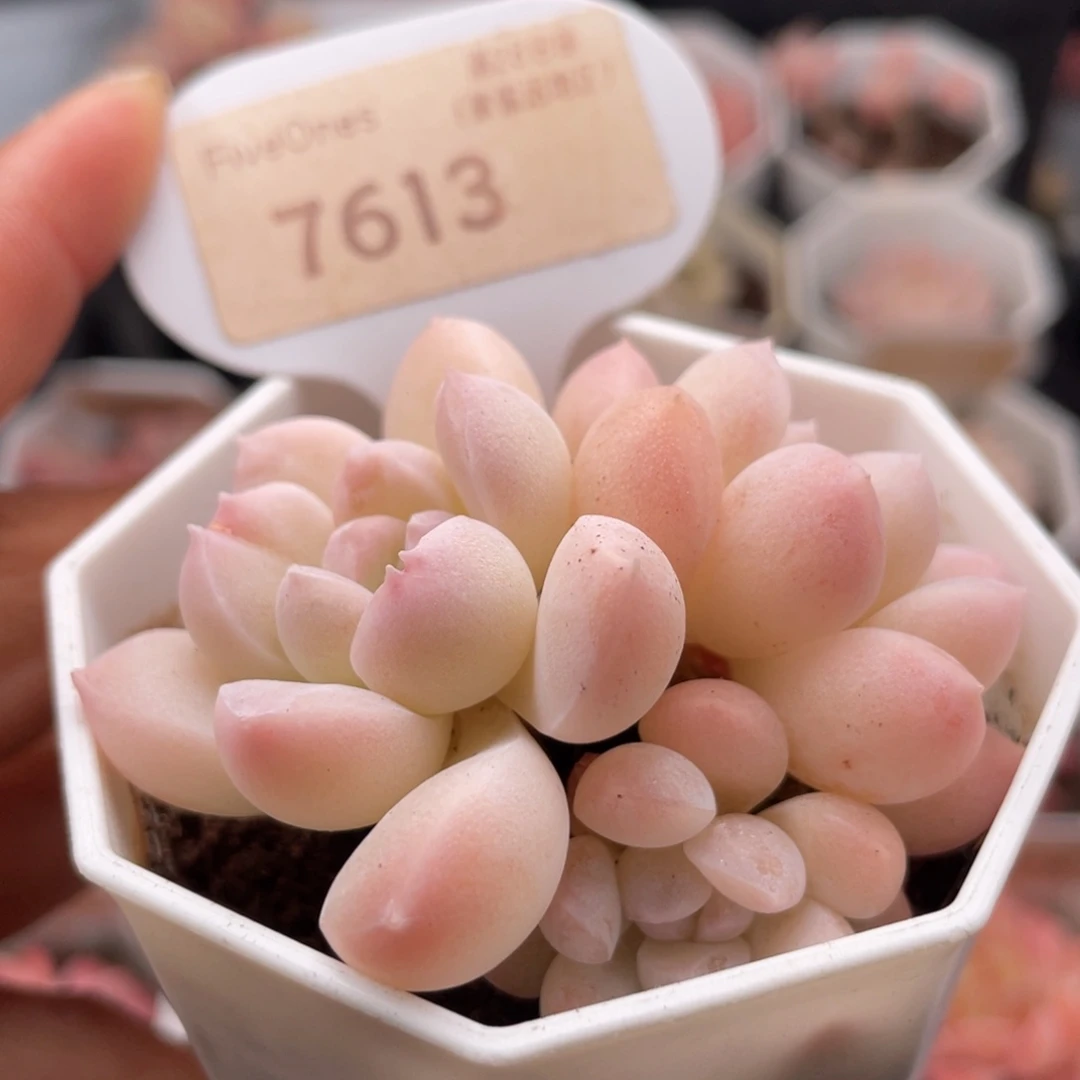 奶糖7613-6.0厘米