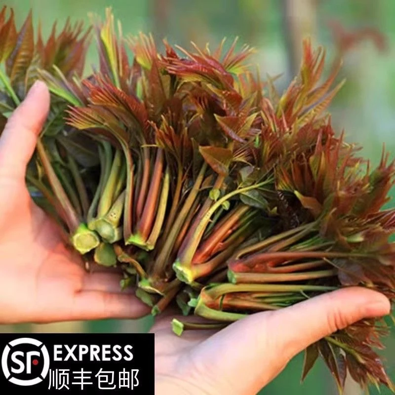 春天香椿芽嫩芽现货红油香椿新鲜蔬菜露天嫩春芽冷链野生春芽现货