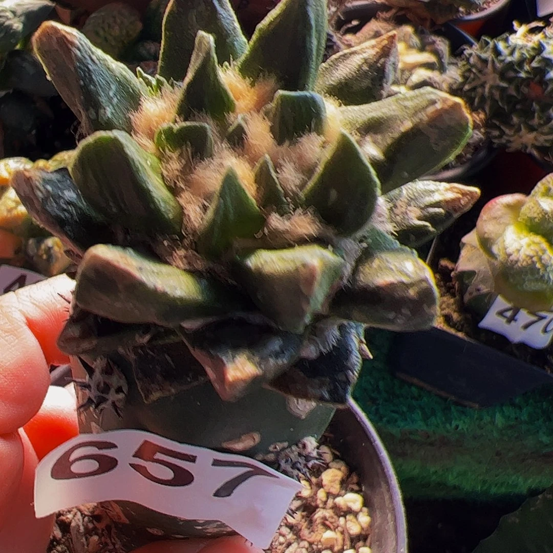 无花朵短尤龙角牡丹657