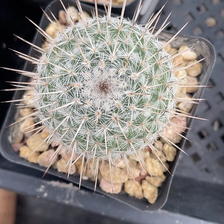 长刺白王丸实生裸根发货