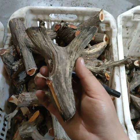 醉***颜大果紫檀（缅甸花梨）