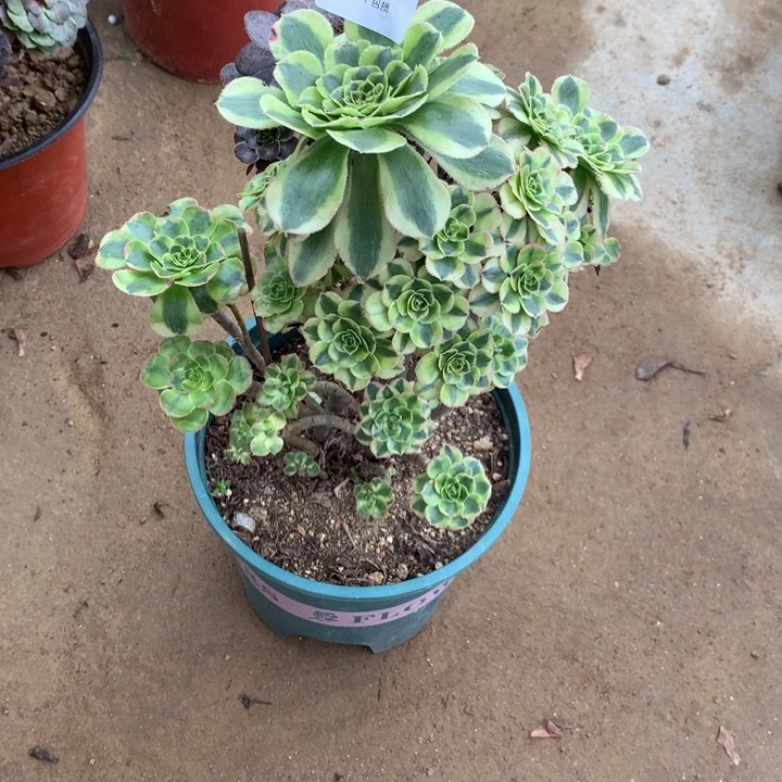 887保时捷多肉植物特价