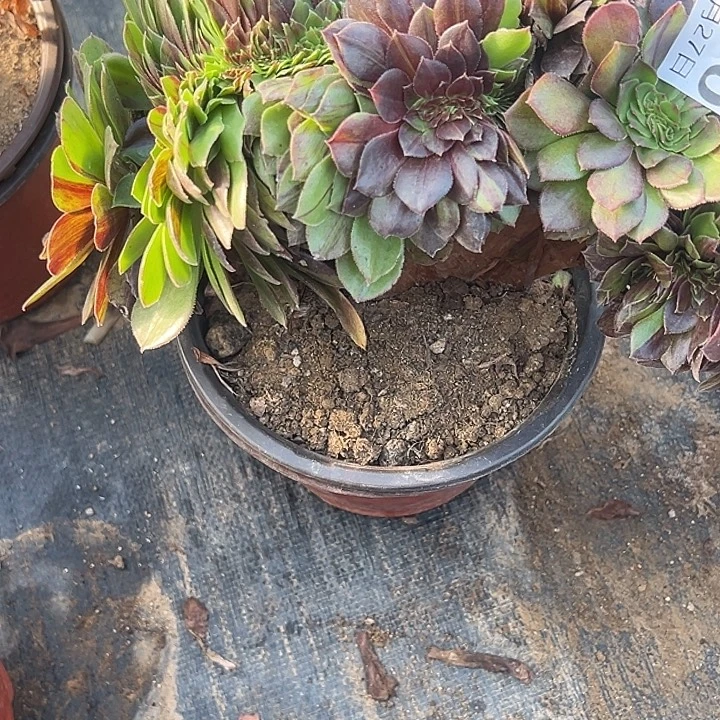 1127-38花月夜缀多肉植物1