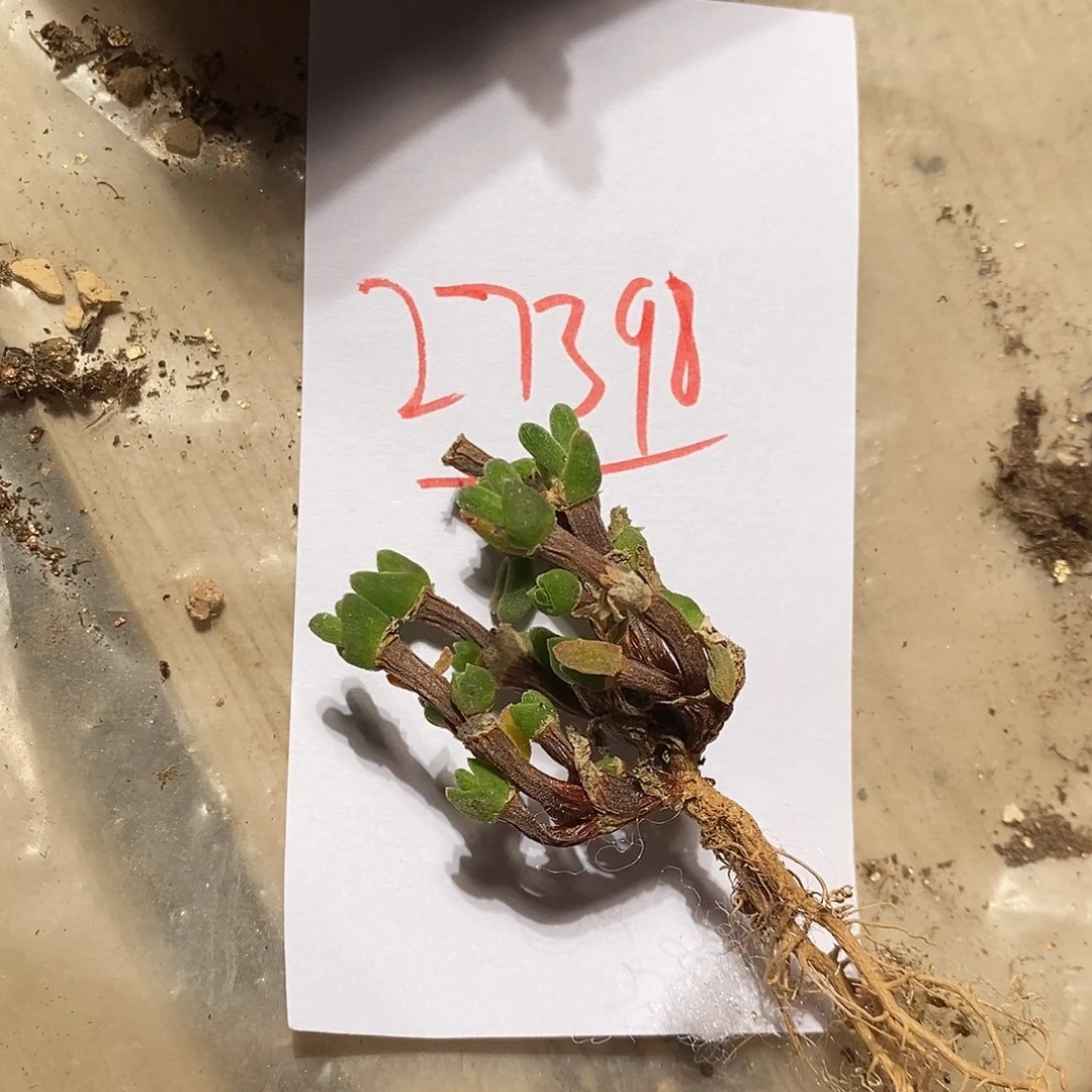 梦***方27398。   一颗兔子。