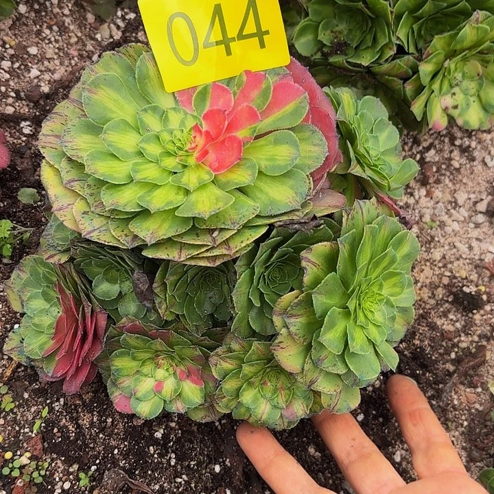 多肉植物知否044一