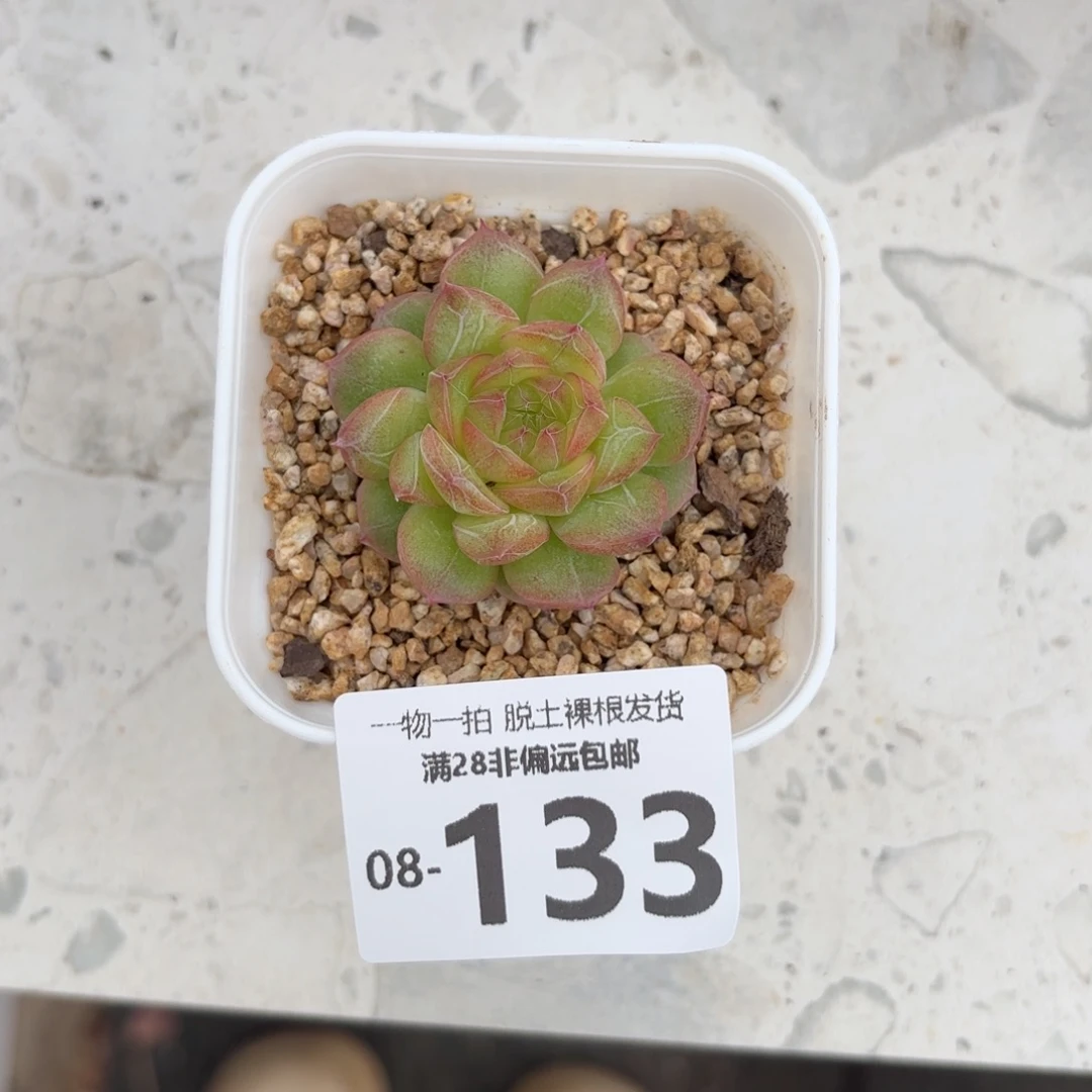 珍翡单头多肉多肉