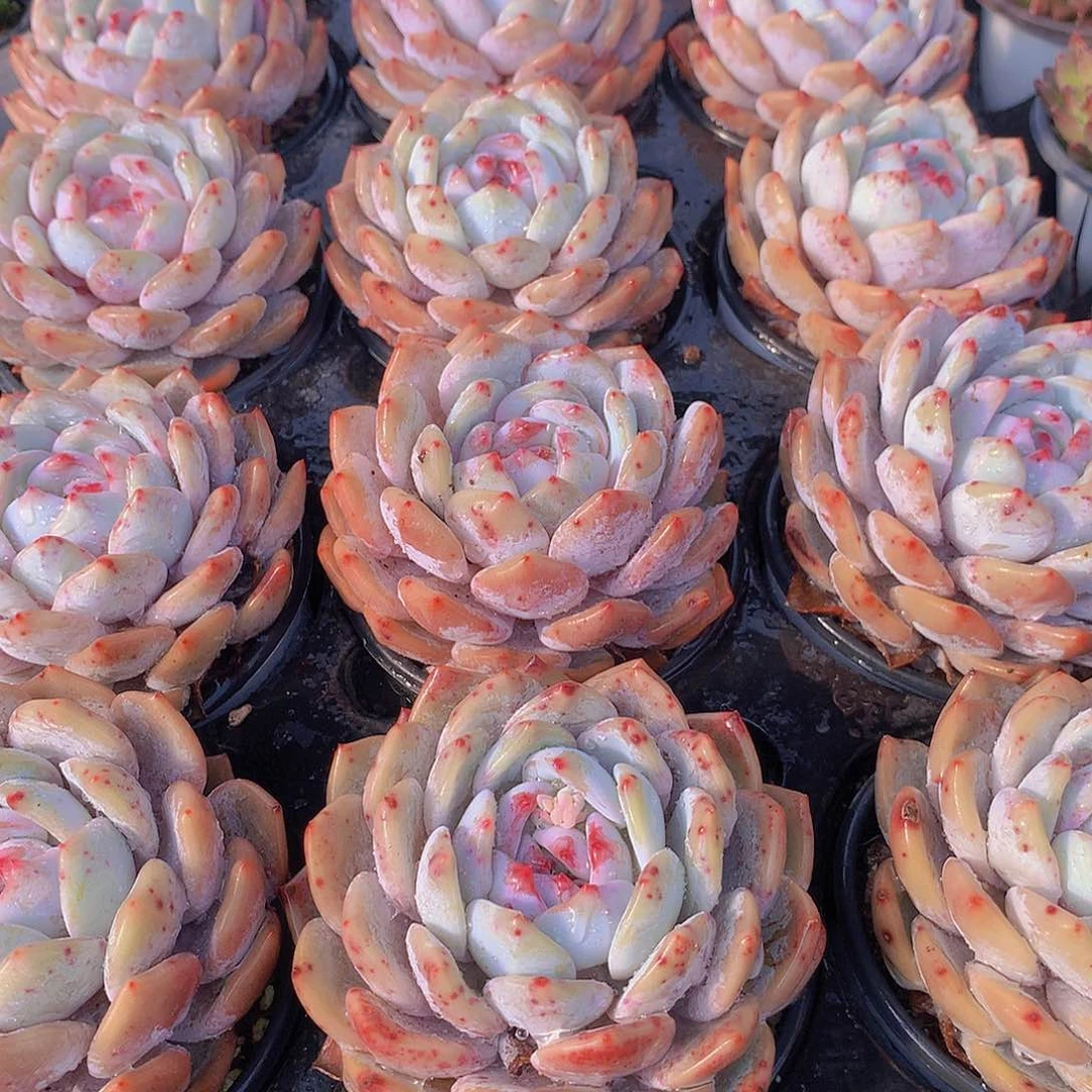 大天使橙246789990000000