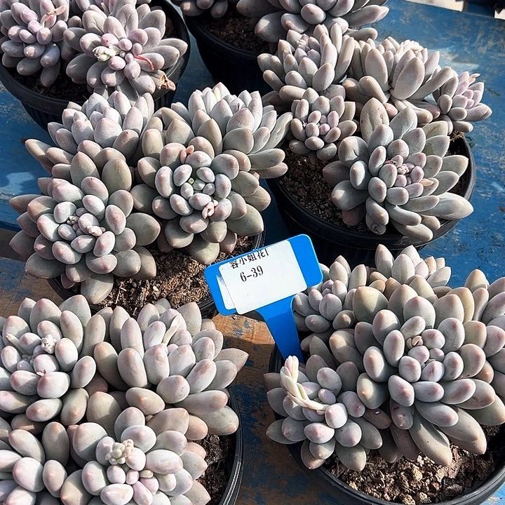 6.39罗丽奶一个脱土