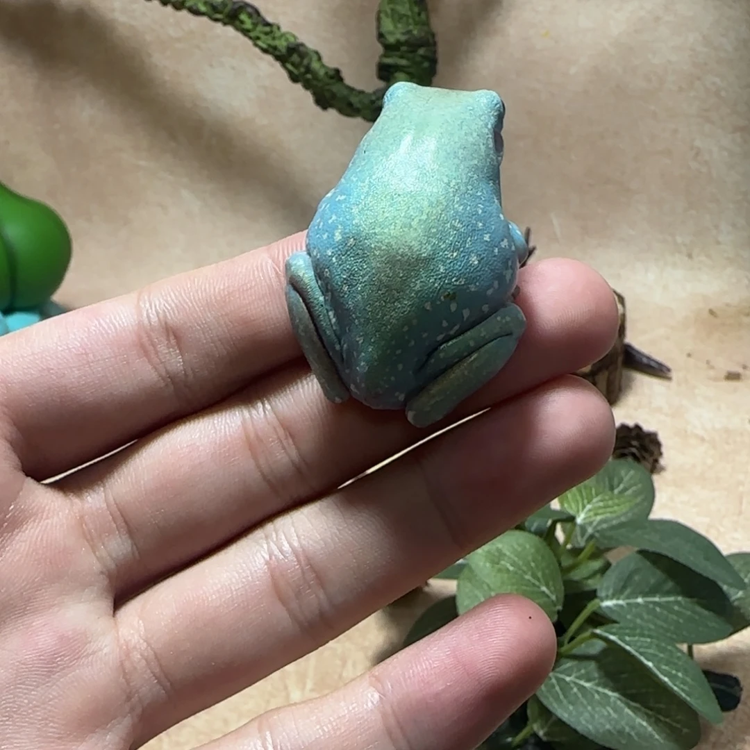 老爷树蛙金头金背特蓝