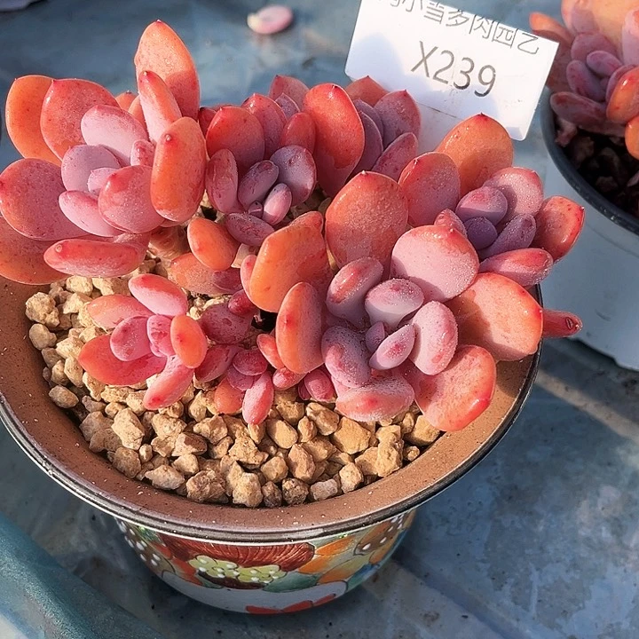 我是第一百个为妖刀应援