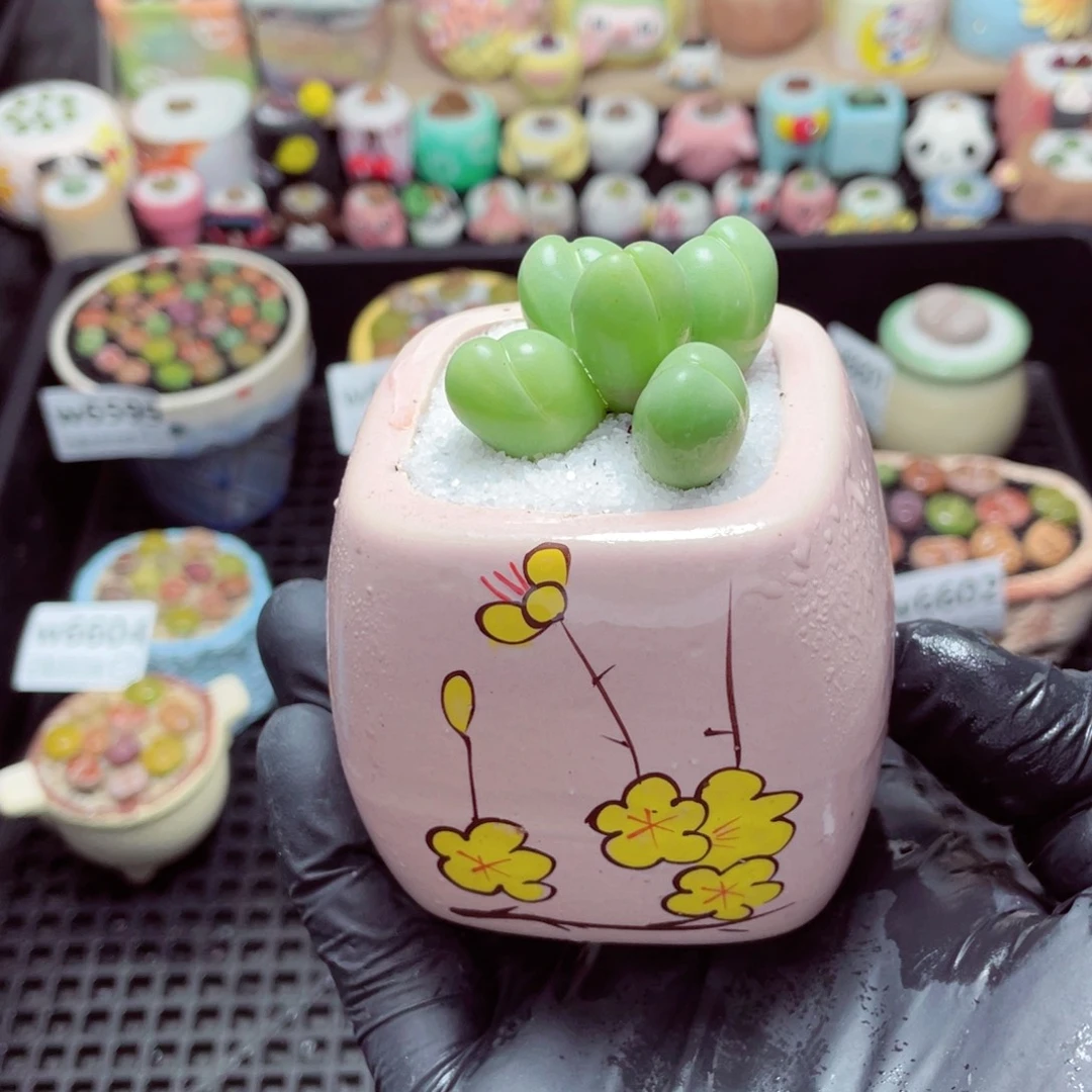 w6606--带盆土发货，零下地区拍保温箱