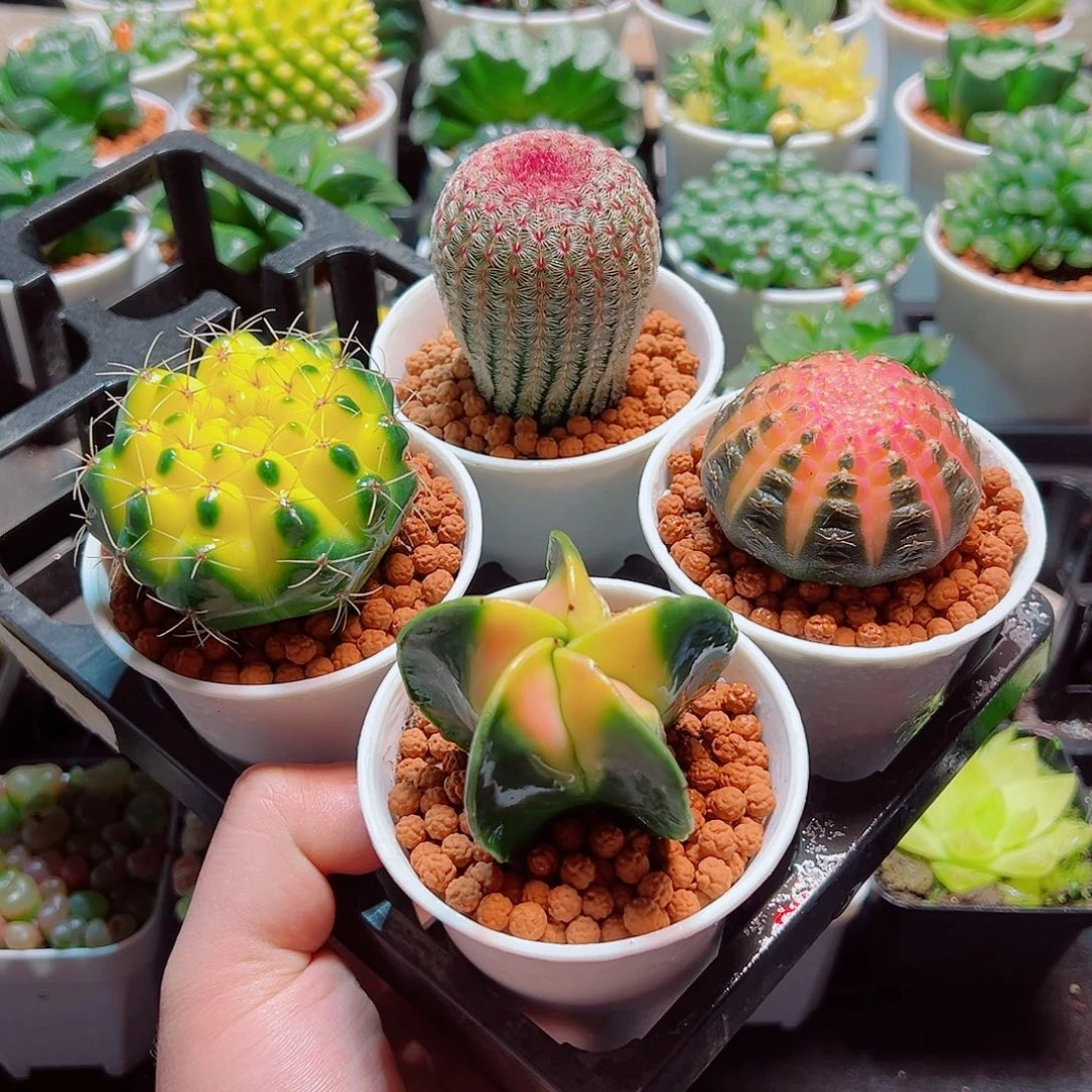 仙人球组合带白盆