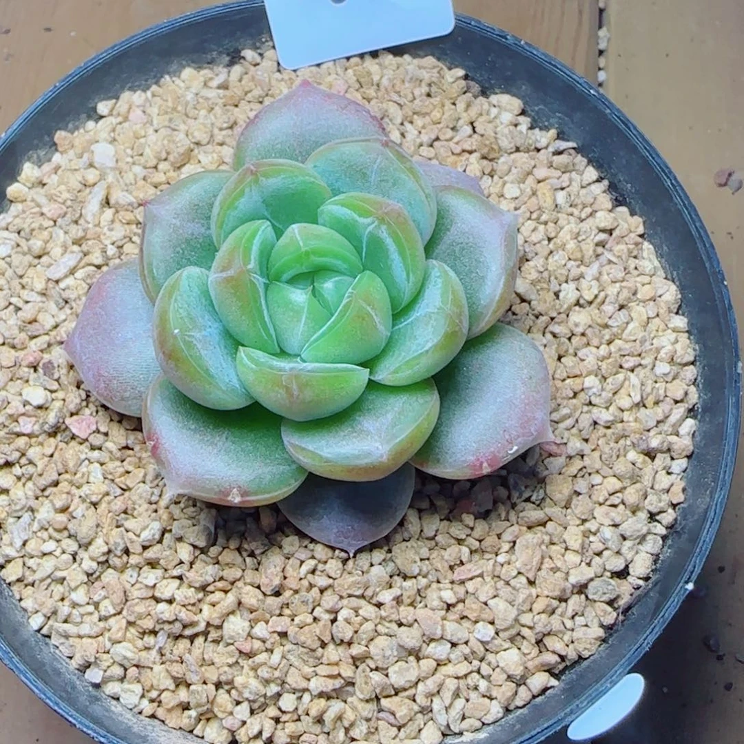 韩国珍妮，6495多肉植物