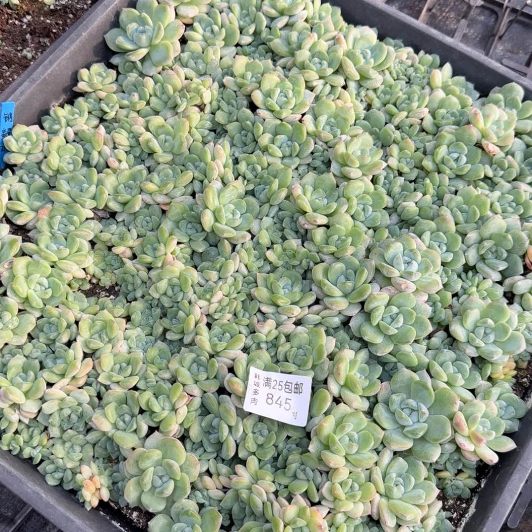 845刚毅一盘满20包邮