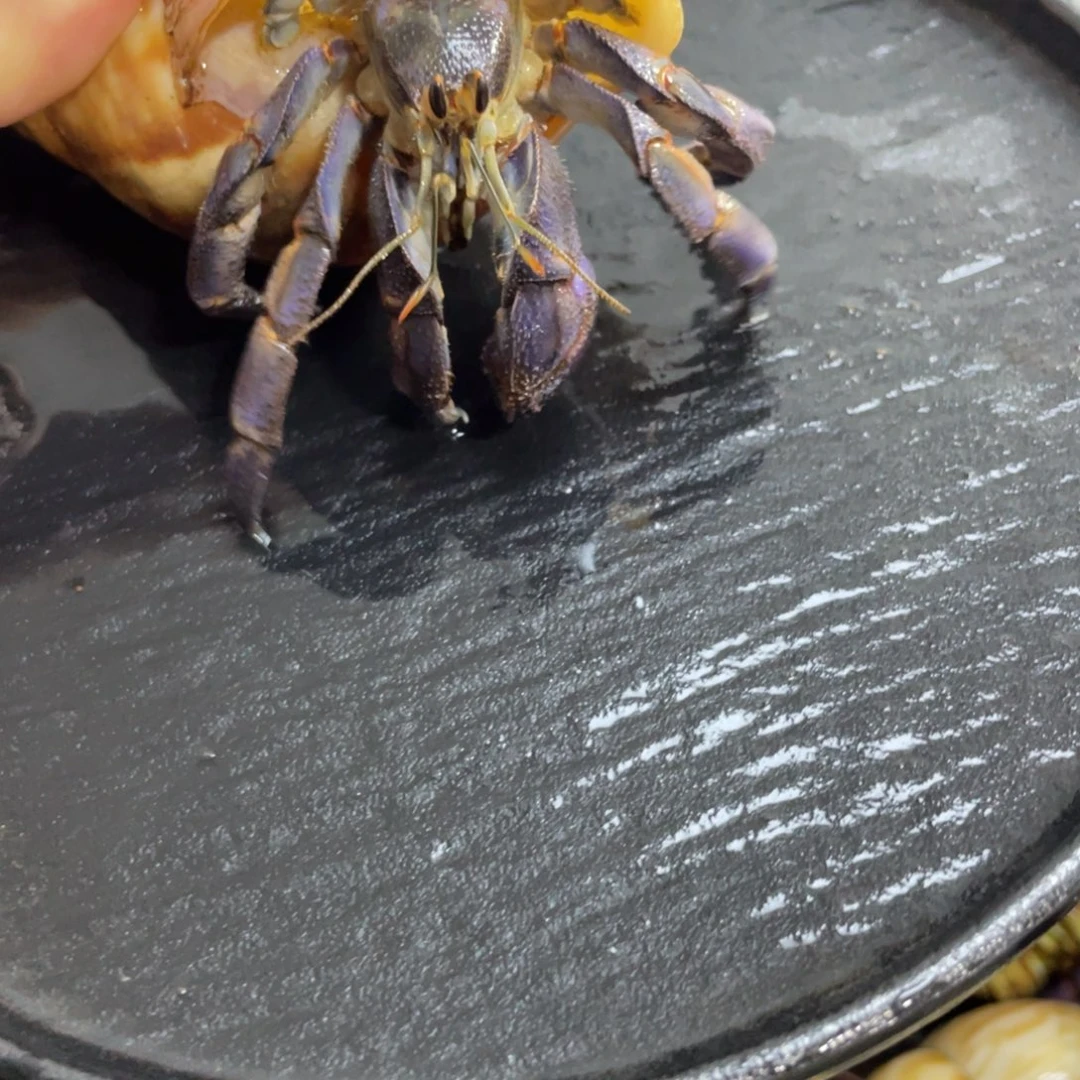 寄居蟹，寄居蟹，寄居蟹