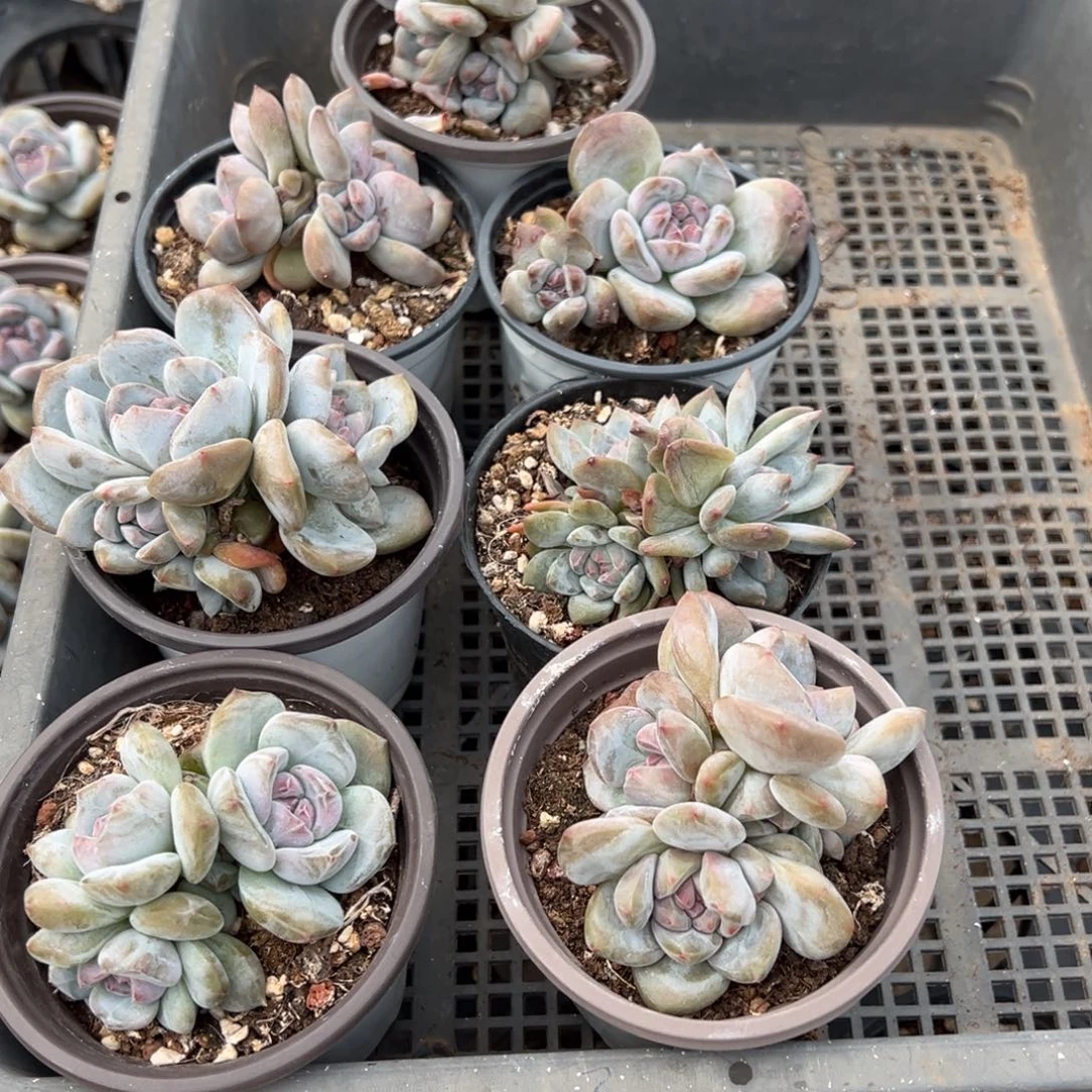 玫***瑰一物一拍精品多肉
