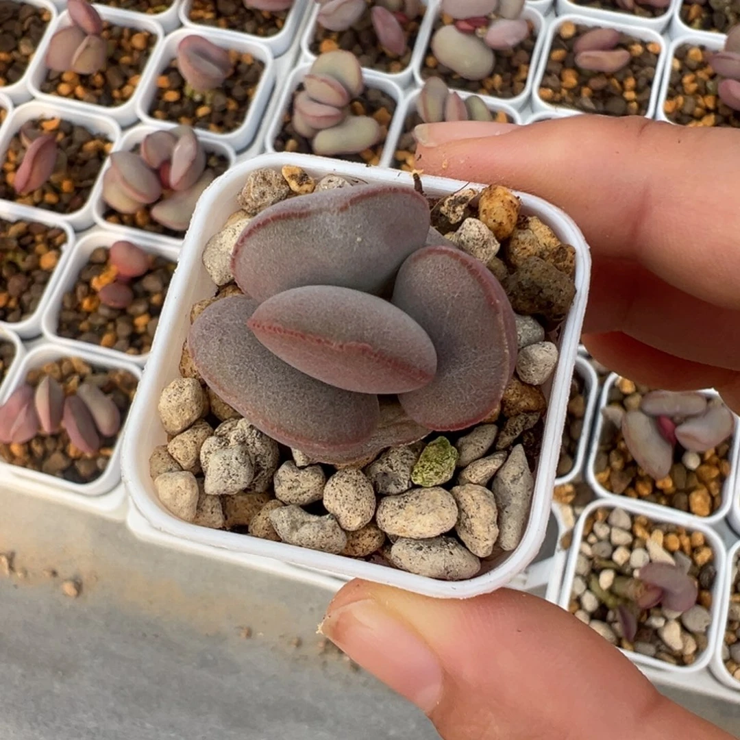 289红蛋老桩粉嘟嘟一颗