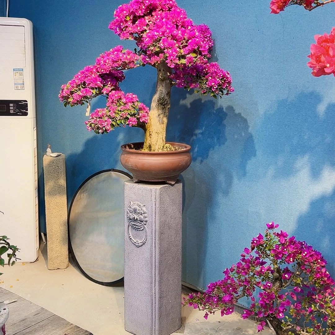 同***力无花朵小叶紫三角梅盆景