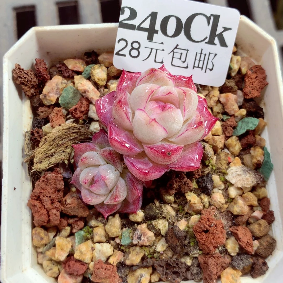 5厘米盆精控多肉240