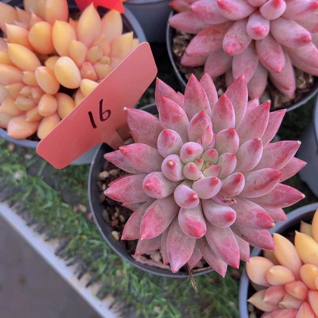 香玉的故事是一个人的