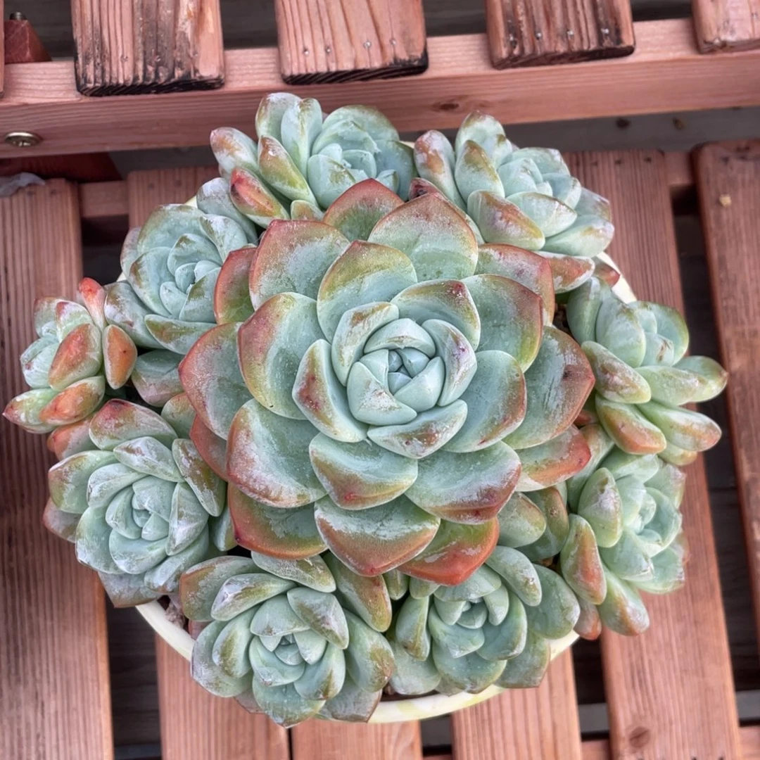 老桩冰玉手捧无砍无摘