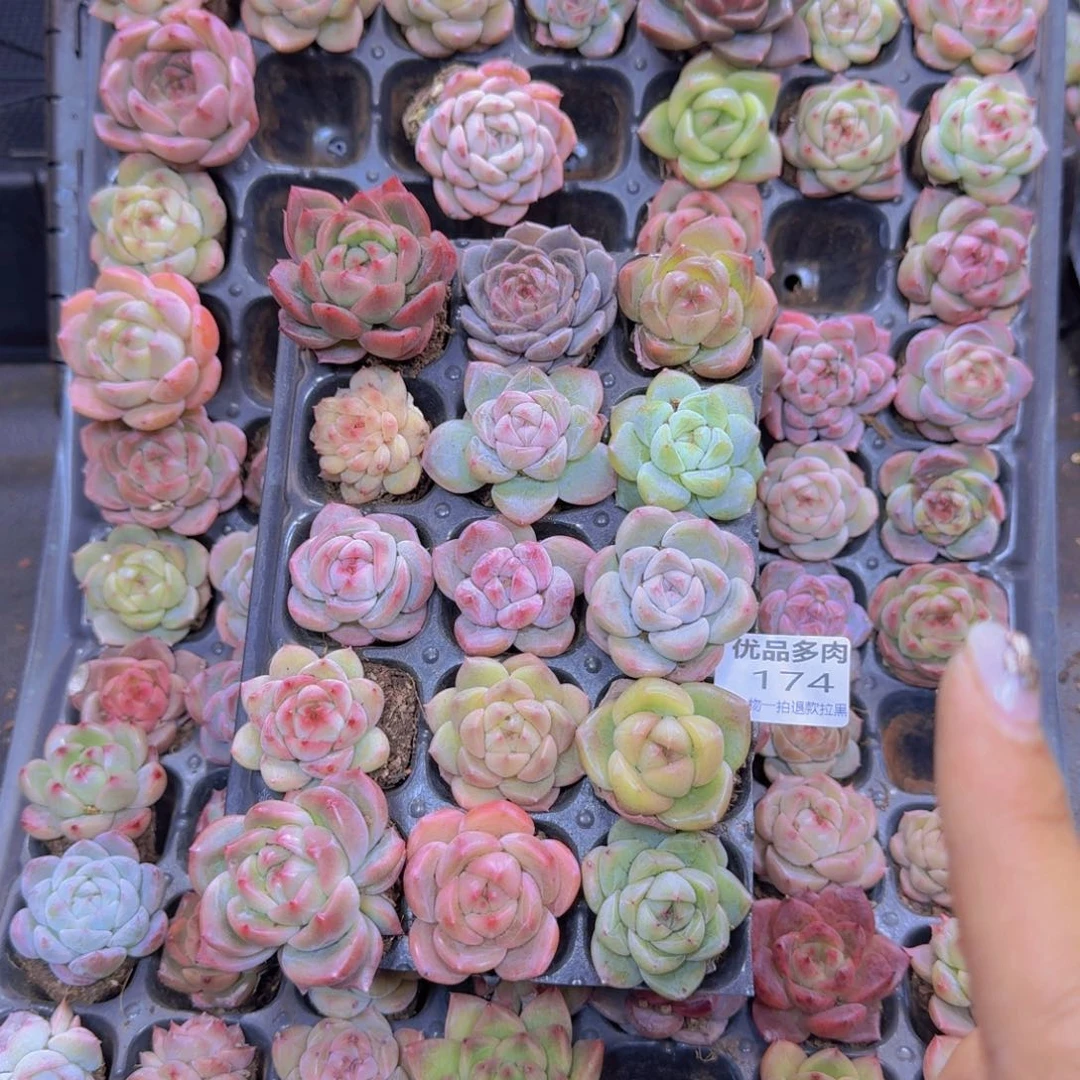 174多肉植物一物一拍链接