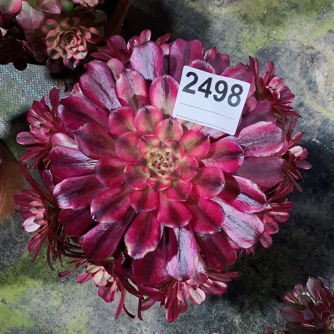 红陶2498美姬4多肉