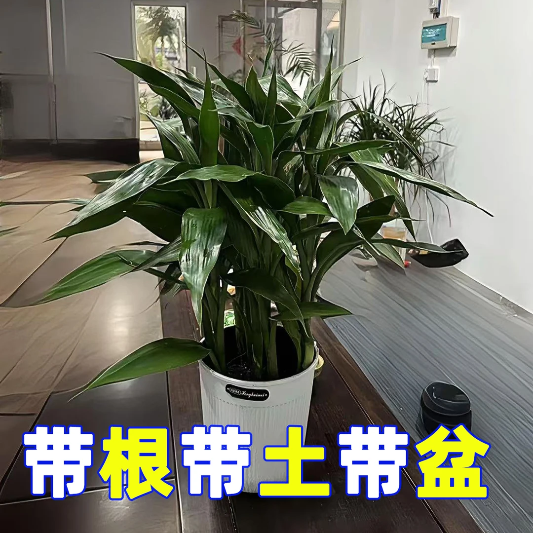 富贵竹带根带土带盆土培一帆风顺盆栽室内客厅办公室净化空气绿植