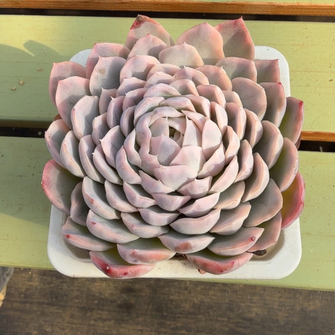 雪球锦锦上园艺一物一拍