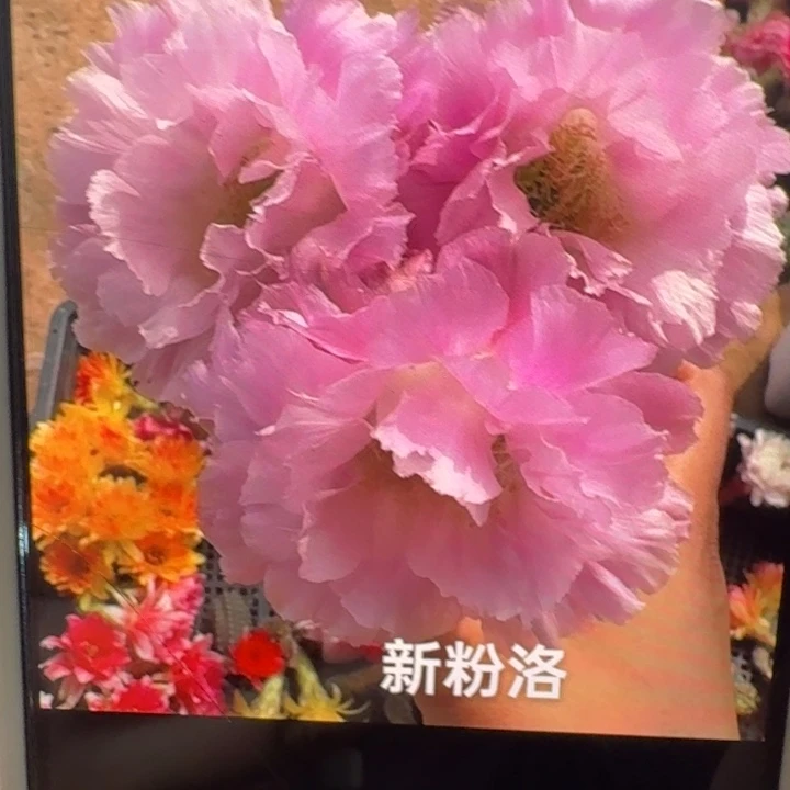 275彩草新粉洛歪4公分左右无根侧牙，20包邮