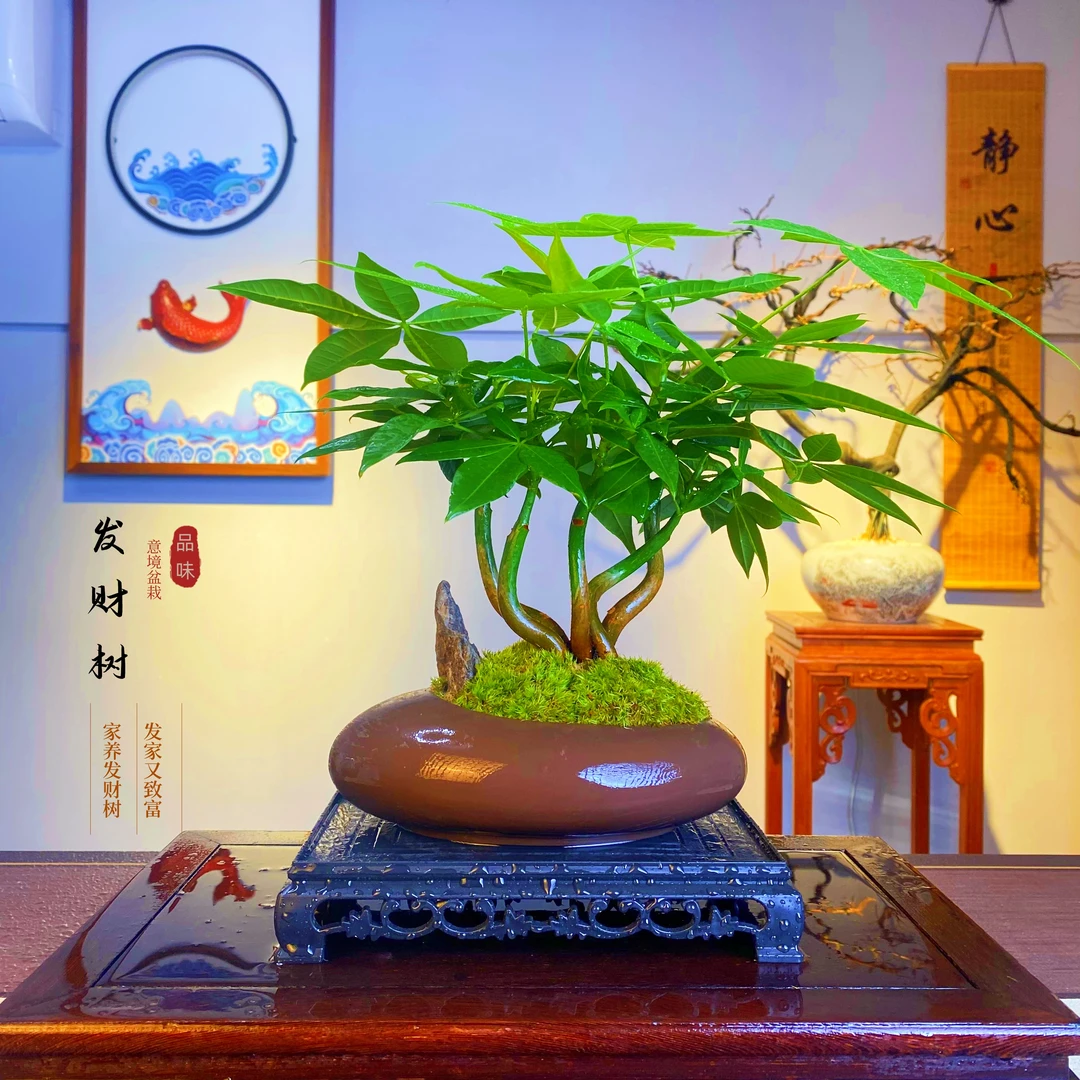 发财树五福临门盆栽绿植室内客厅书房办公室茶桌四季好养美观装饰