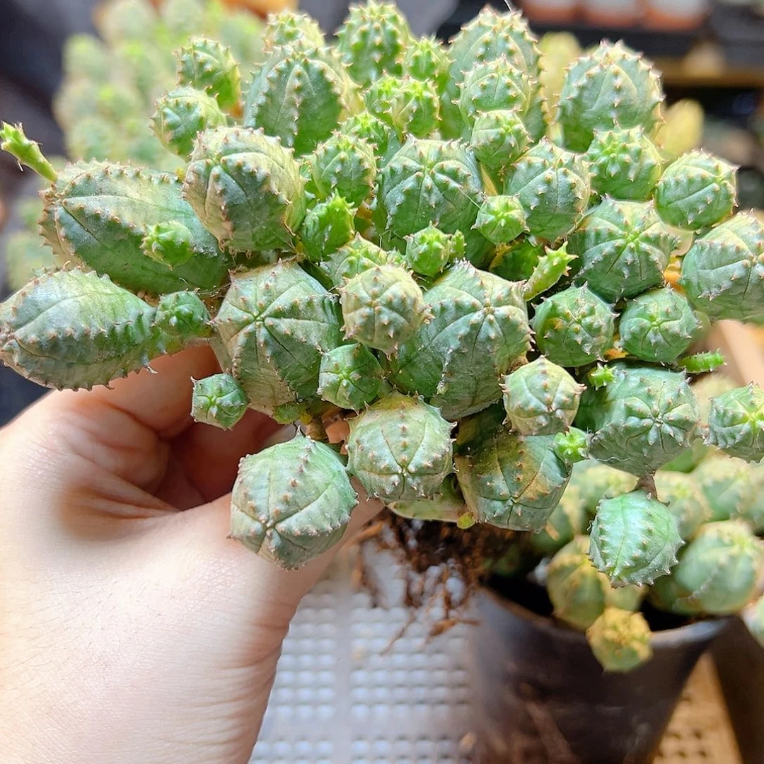 自根子吹布纹球10公分好根