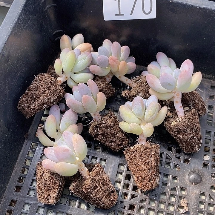 170 多肉植物盆栽花卉