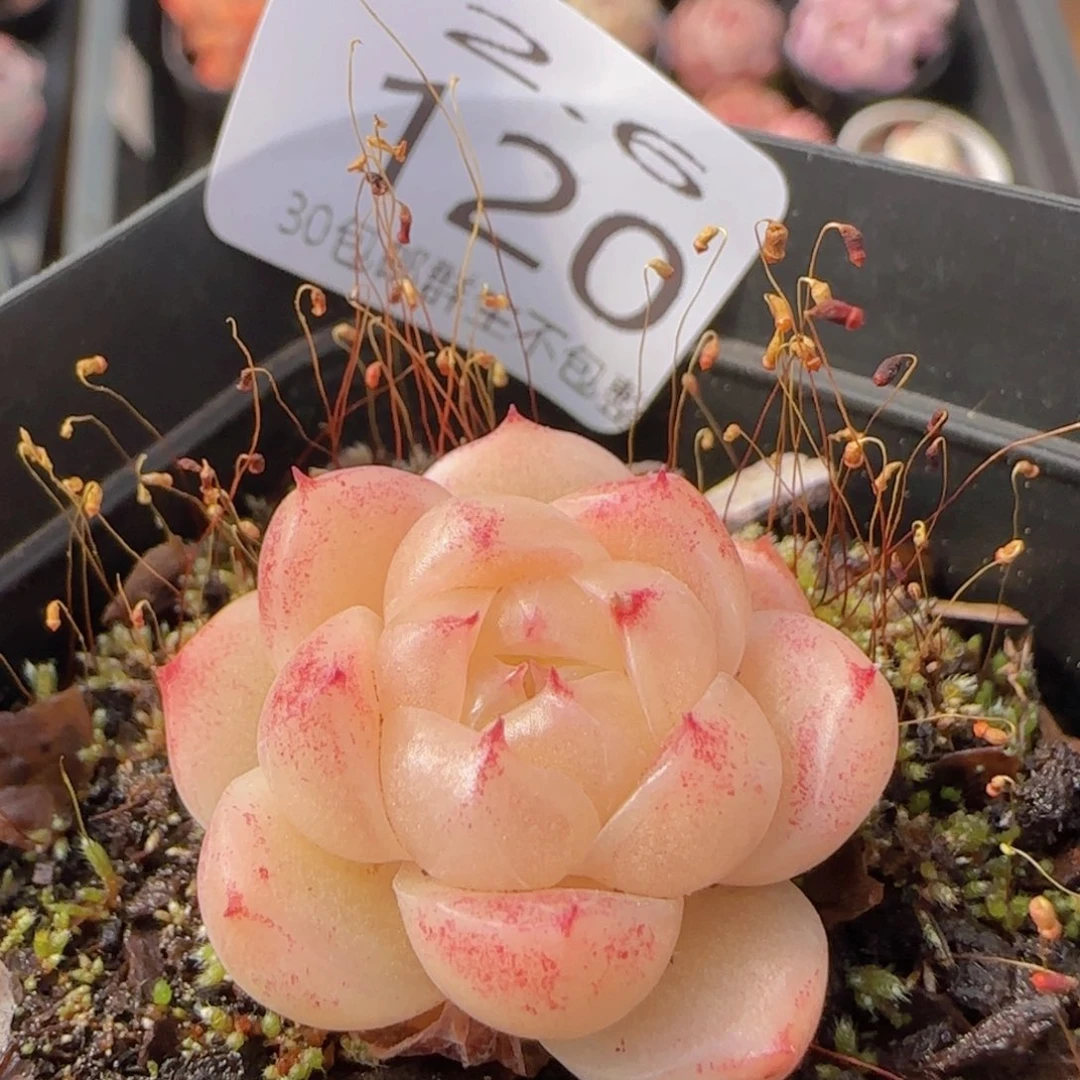 包子麦秆精控一颗