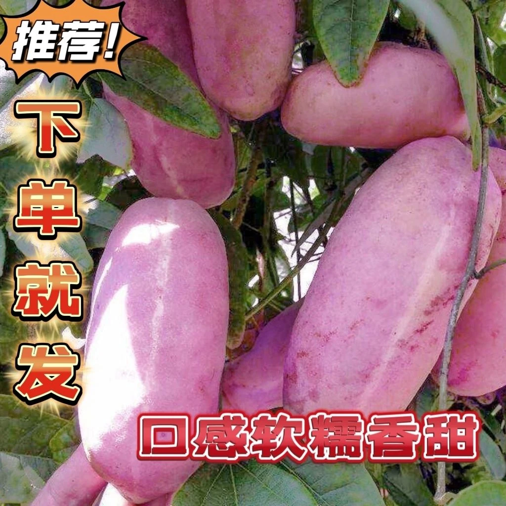 顺丰包邮新鲜八月瓜鲜果当季水果八月炸野香蕉大果特产整箱包邮