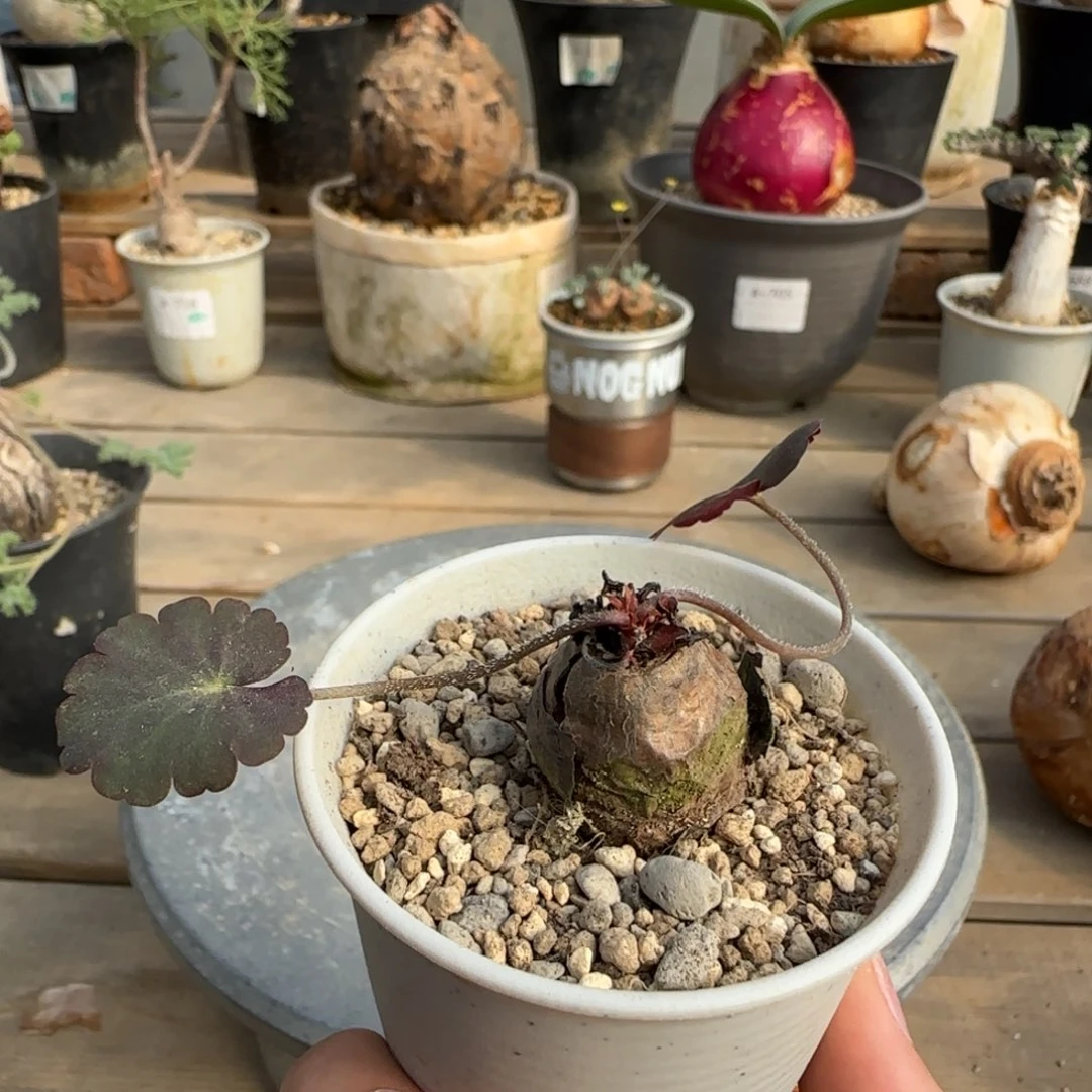 31肾叶洋葵块根植物