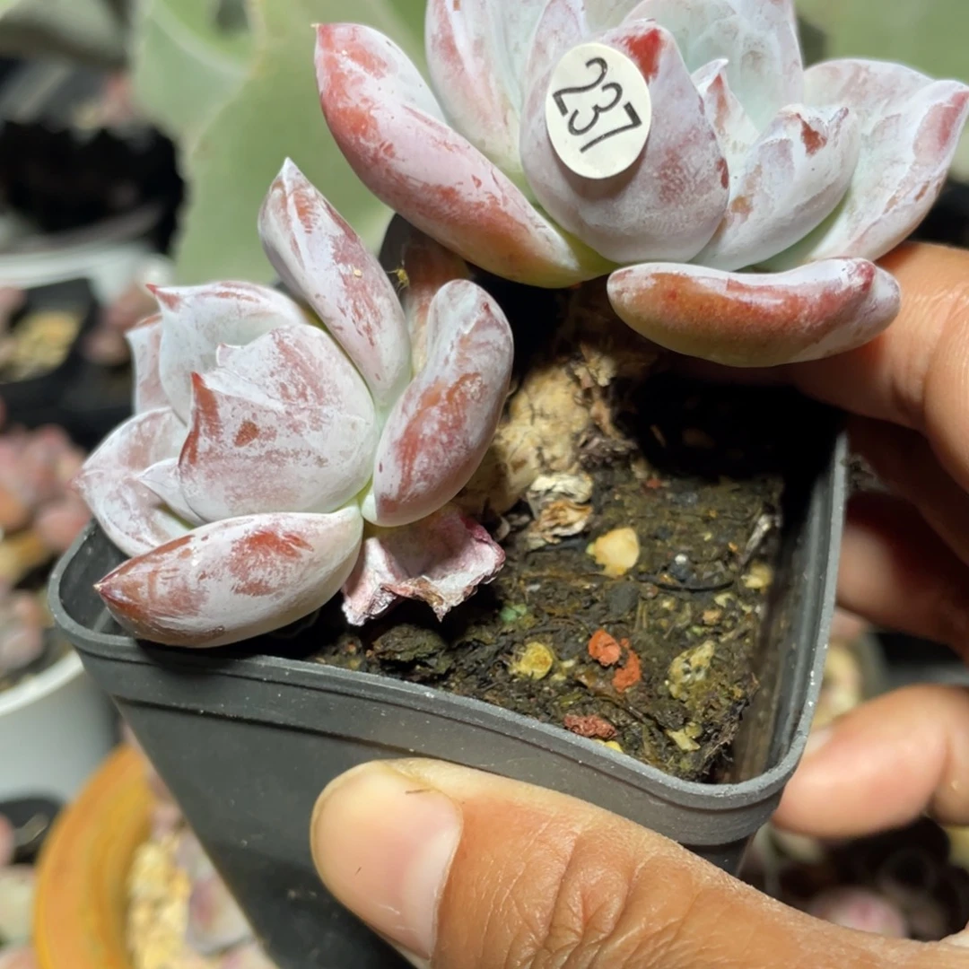 嫦娥多肉植物双头
