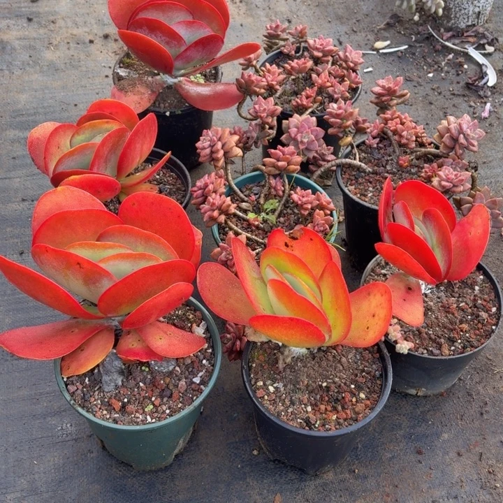 爱***钱多肉植物一物一拍满29元包邮