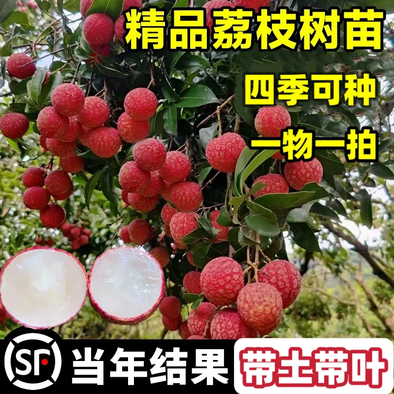 冰荔无核桂味仙进奉糯米糍妃子笑嫁接荔枝树苗一年四季可种植