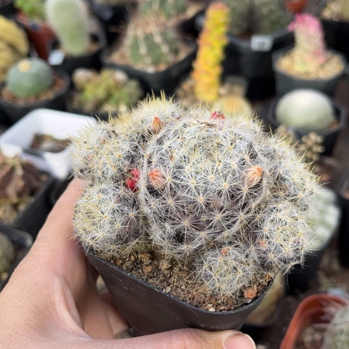 仙人球一物一拍实生