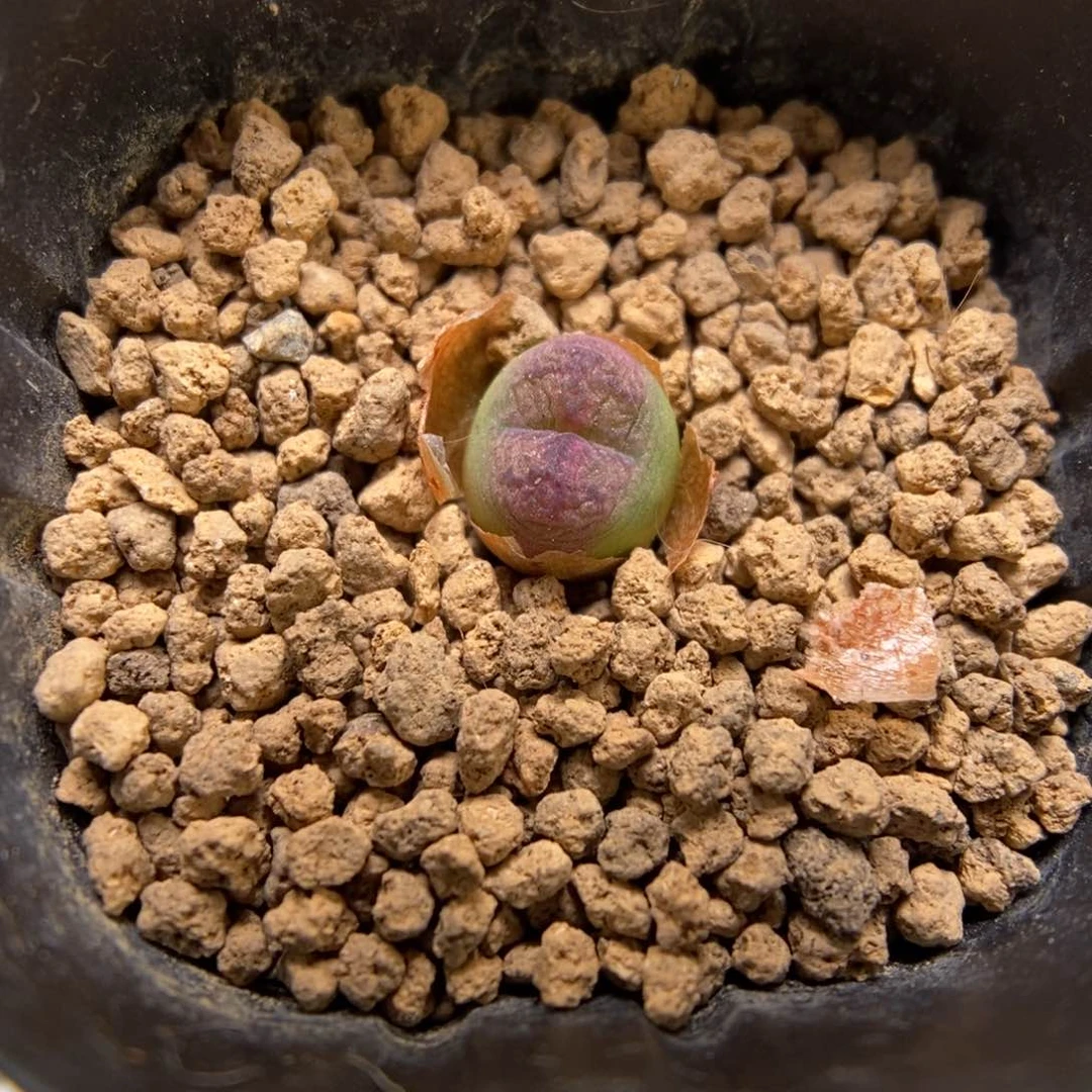 牵****瓜多肉植物肉锥杂交K-3594 福袋
