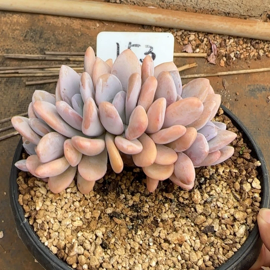 153。    粉兔朵缀
